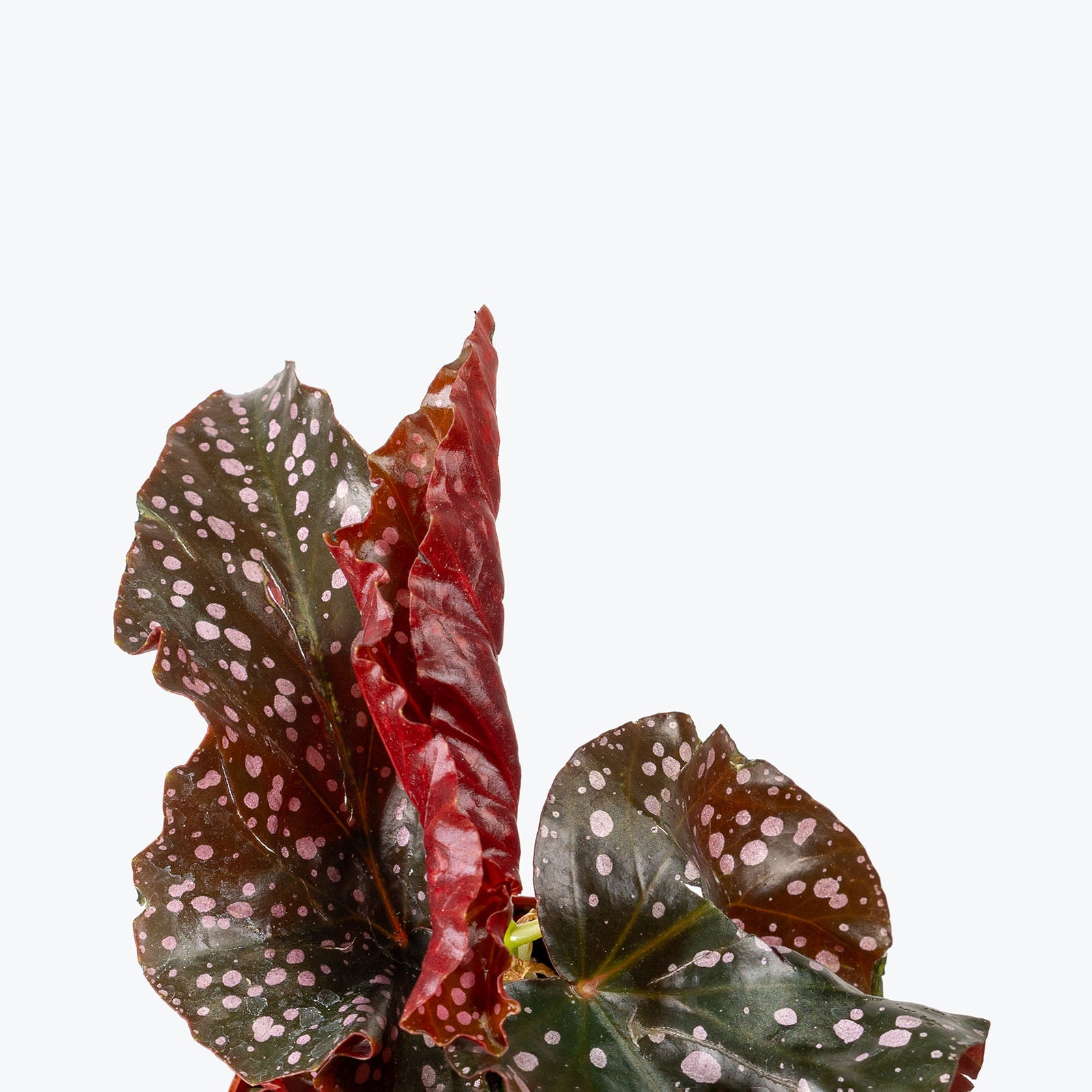 Begonia Cracklin Rosie | Care Guide and Pro Tips - Delivery from Toronto across Canada - JOMO Studio