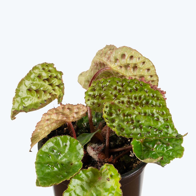 Begonia Ferox | Care Guide and Pro Tips - Delivery from Toronto across Canada - JOMO Studio