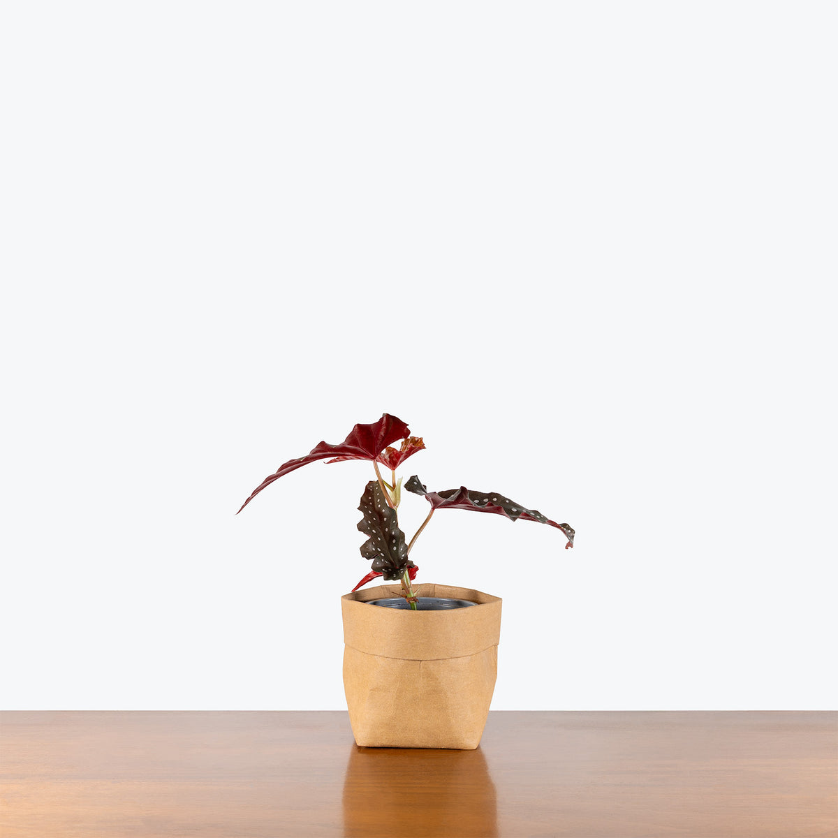 Begonia Maculata Black Forest | Care Guide and Pro Tips - Delivery from Toronto across Canada - JOMO Studio