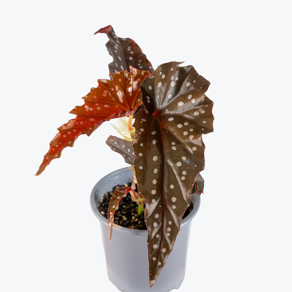 Begonia Maculata Black Forest | Care Guide and Pro Tips - Delivery from Toronto across Canada - JOMO Studio