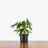 Begonia Maculata Tamaya - House Plants Delivery Toronto - JOMO Studio