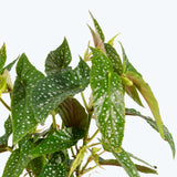 Begonia Maculata Tamaya - House Plants Delivery Toronto - JOMO Studio