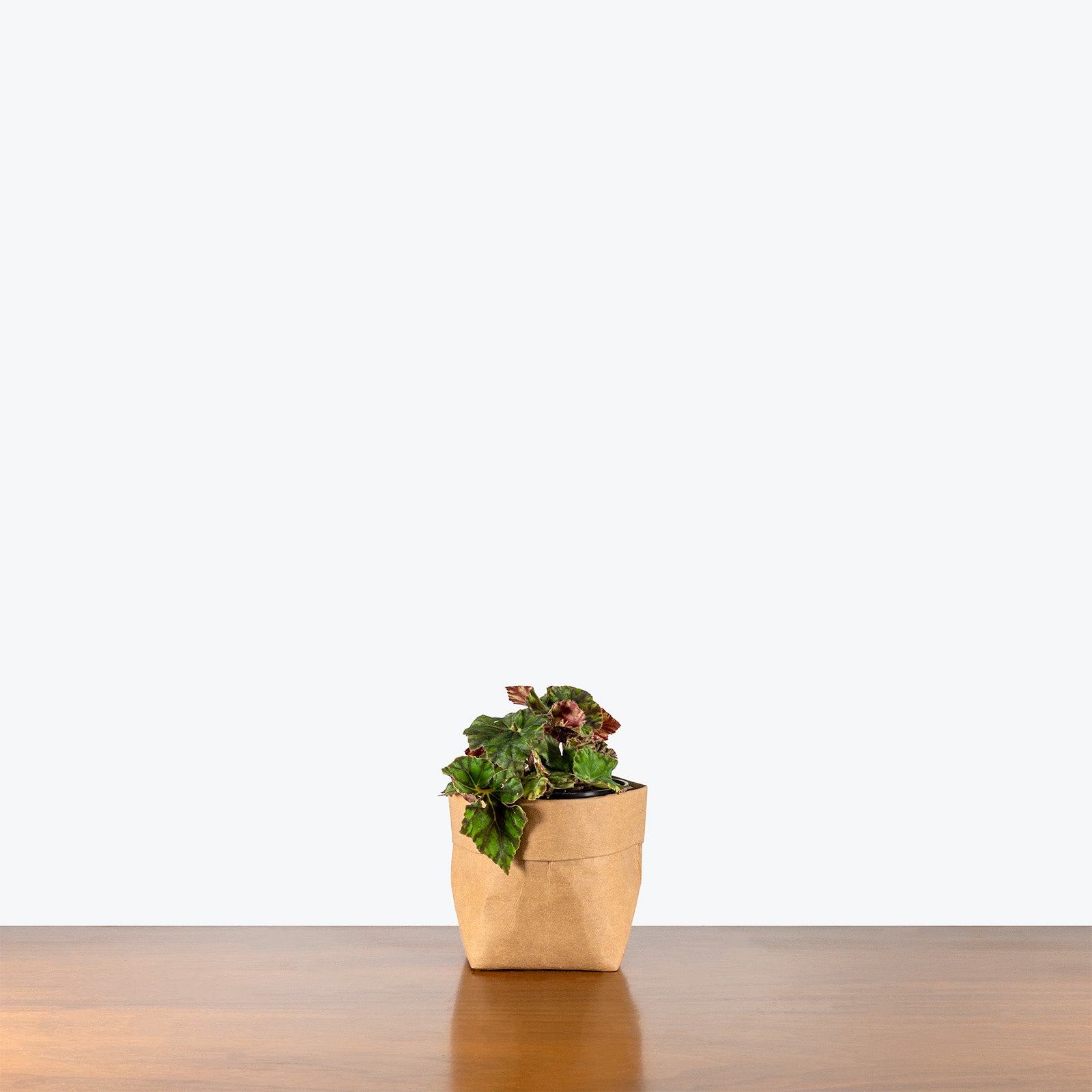 Begonia Rex Zumba | Care Guide and Pro Tips - Delivery from Toronto across Canada - JOMO Studio