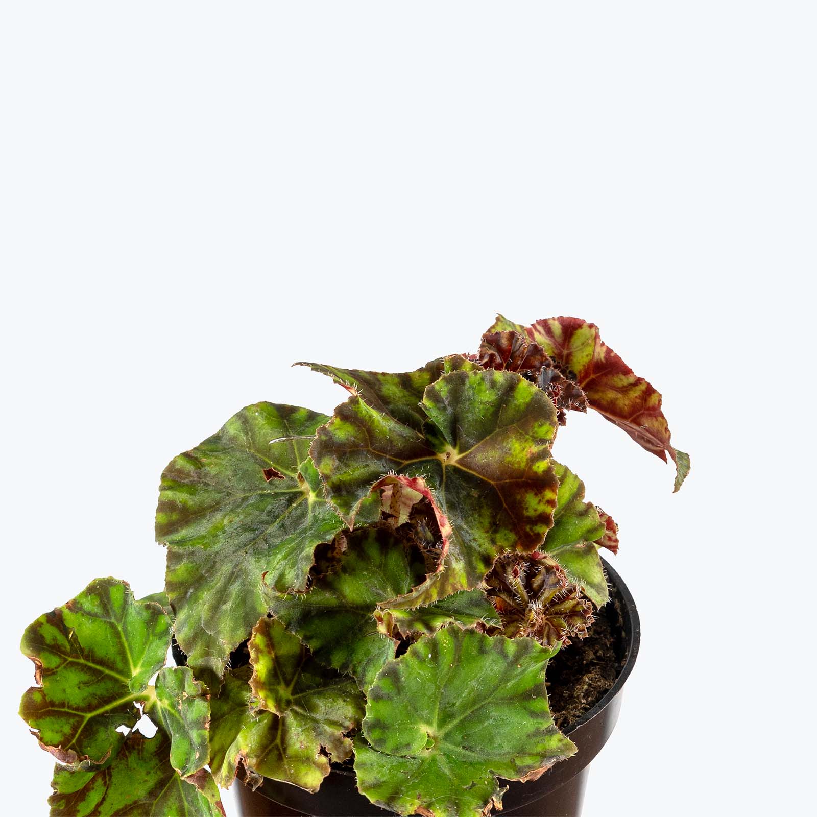 Begonia Rex Zumba | Care Guide and Pro Tips - Delivery from Toronto across Canada - JOMO Studio