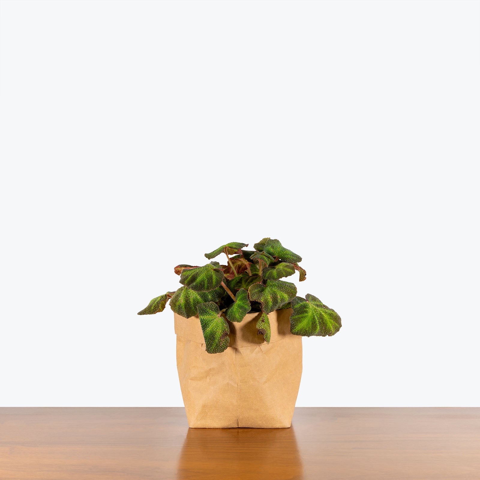 Begonia Soli-Mutata - House Plants Delivery Toronto - JOMO Studio