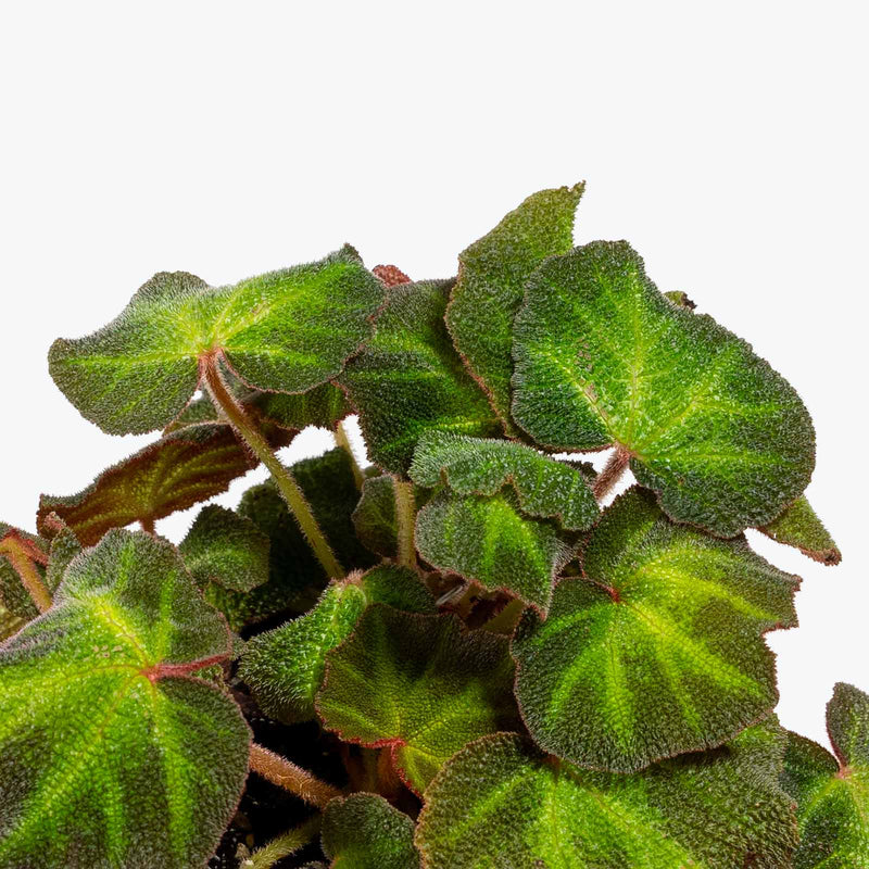 Begonia Soli-Mutata | Indoor Tropical Plants & Houseplants for Delivery | Care Guide and Pro Tips