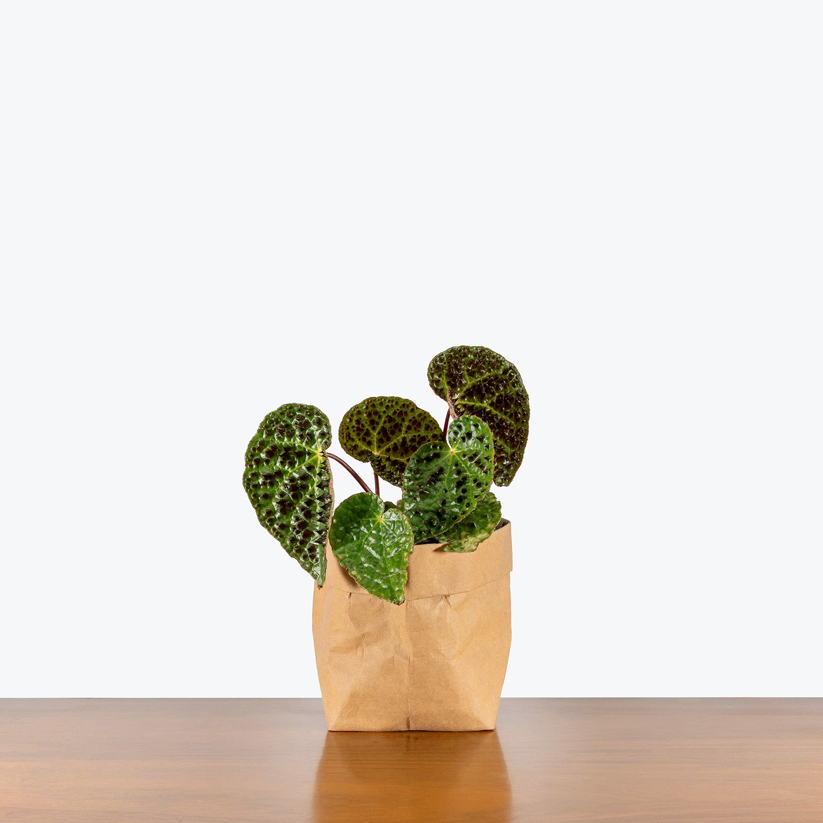 Begonia Ferox | Care Guide and Pro Tips - Delivery from Toronto across Canada - JOMO Studio