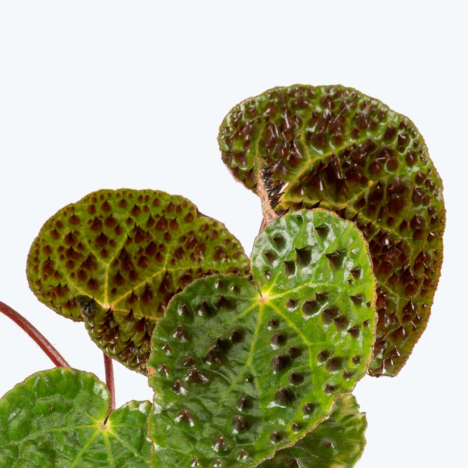 Begonia Ferox | Care Guide and Pro Tips - Delivery from Toronto across Canada - JOMO Studio