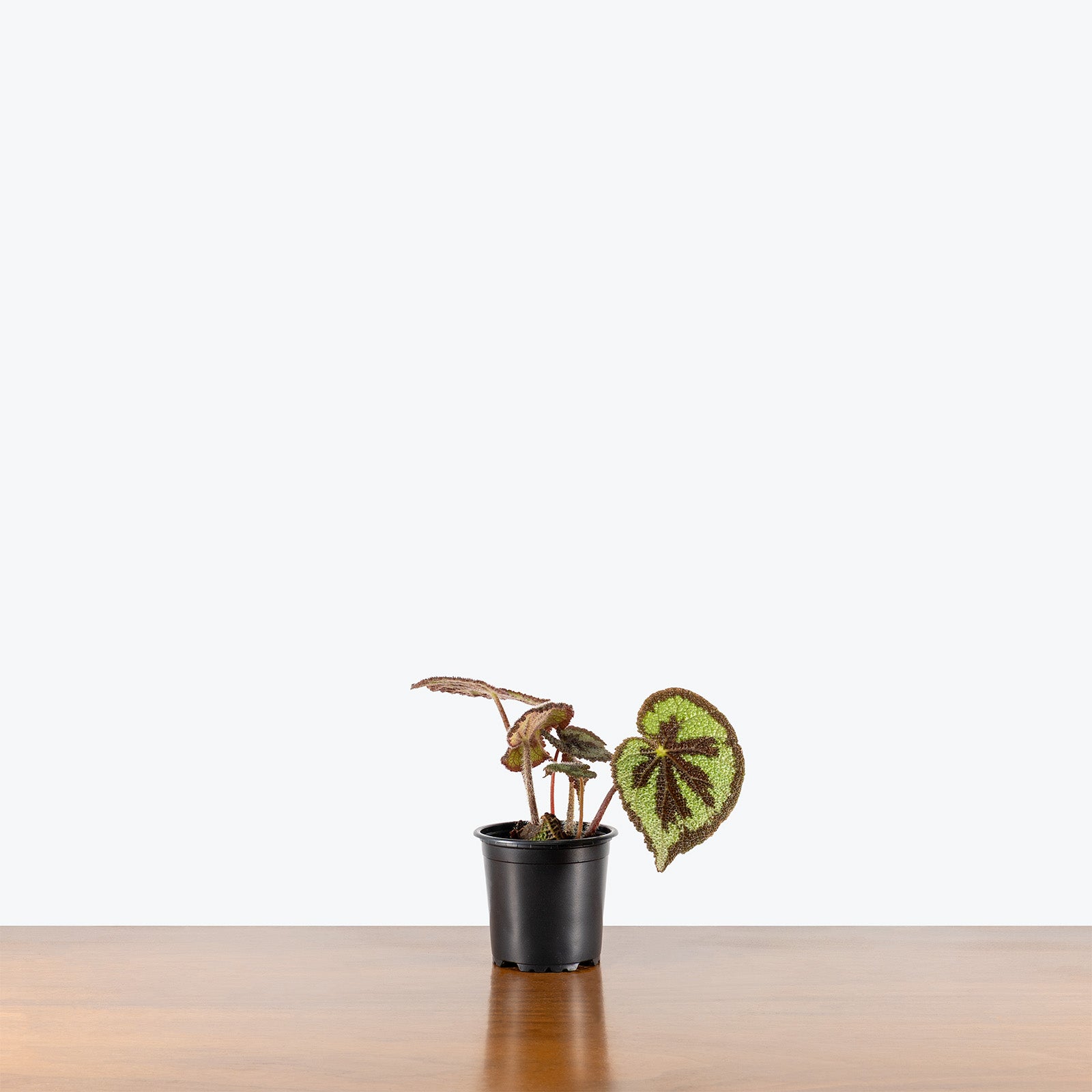 Begonia Iron Cross | Care Guide and Pro Tips - Delivery from Toronto across Canada - JOMO Studio