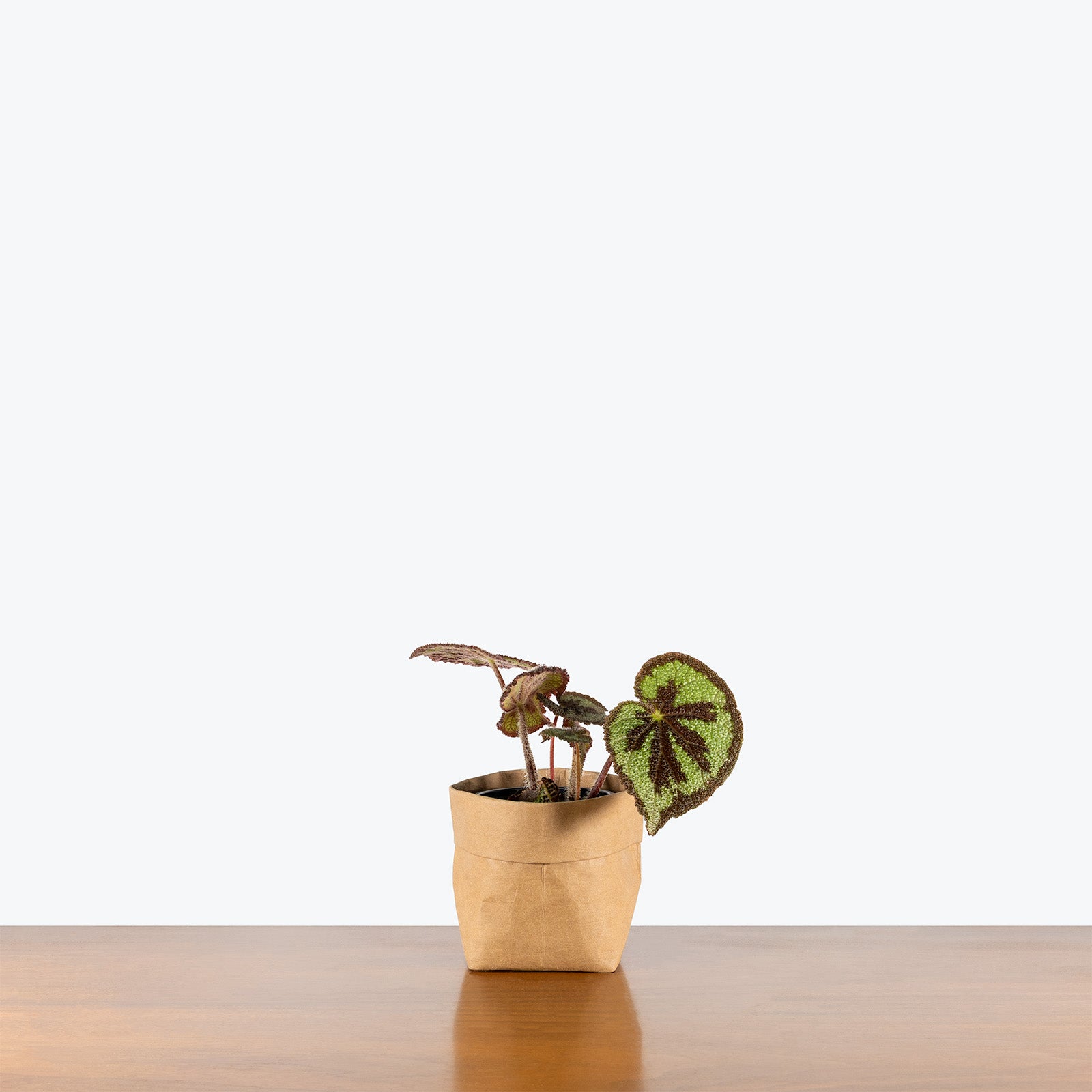 Begonia Iron Cross | Care Guide and Pro Tips - Delivery from Toronto across Canada - JOMO Studio