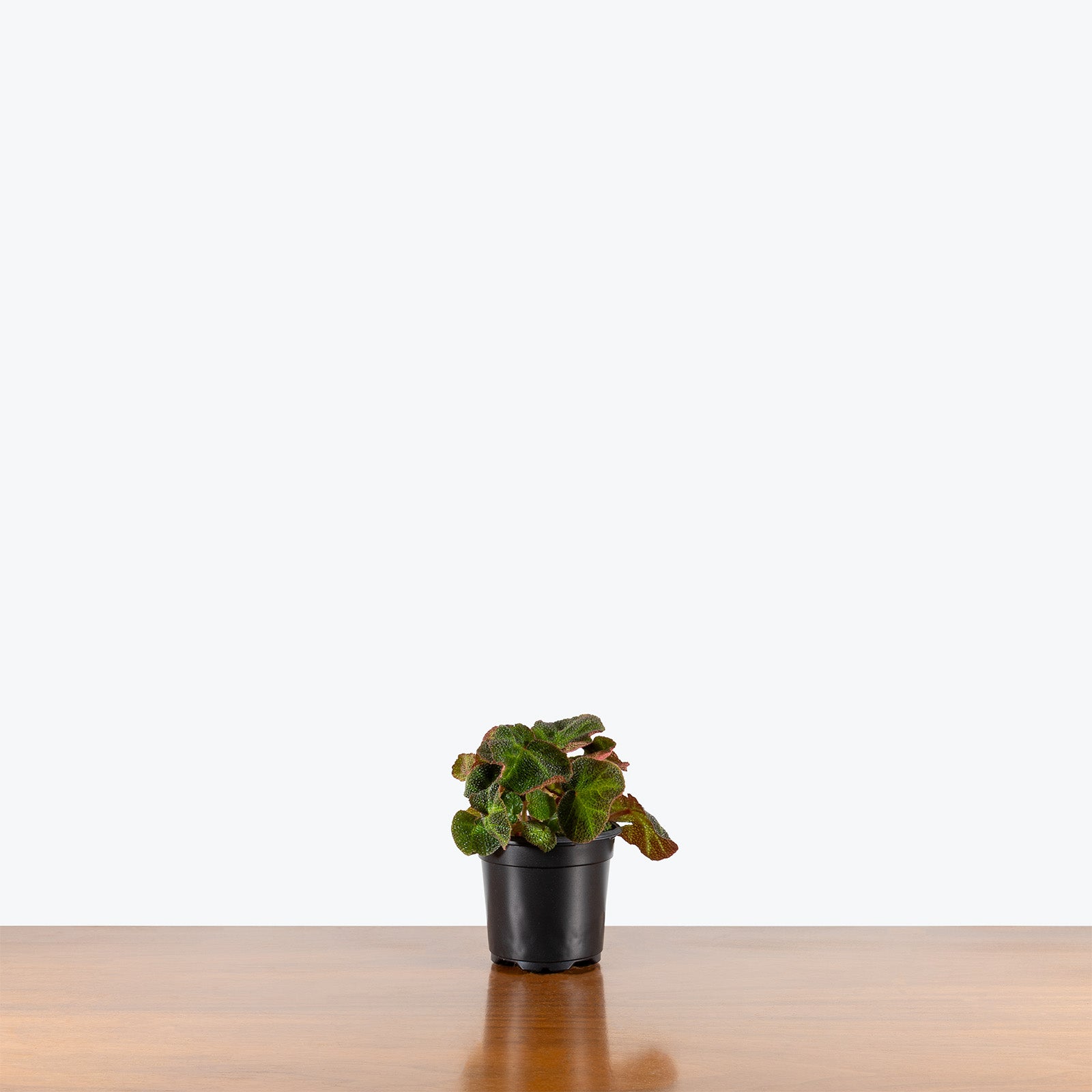 Begonia Soli-Mutata | Indoor Tropical Plants & Houseplants for Delivery | Care Guide and Pro Tips