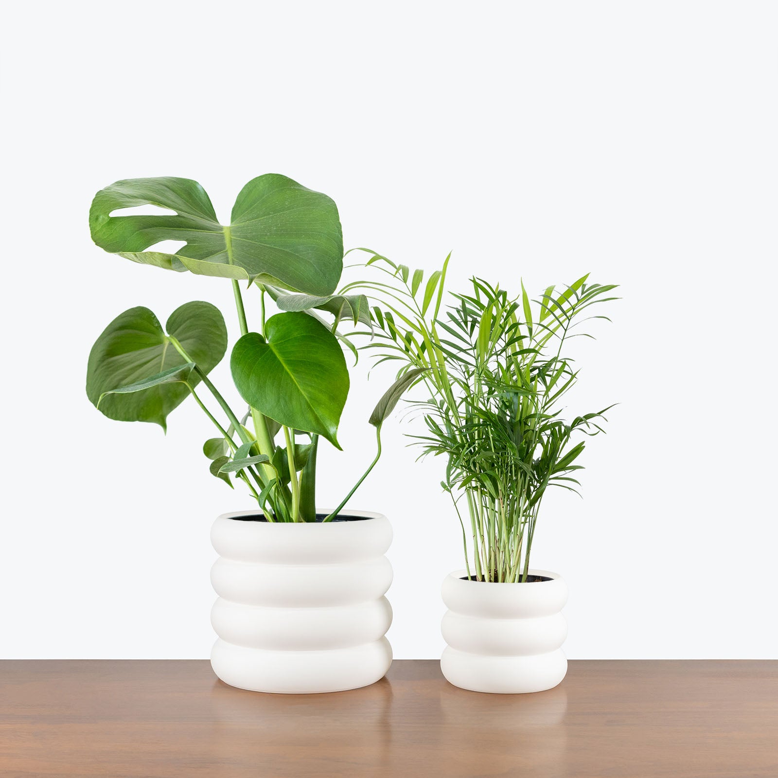 Best Selling Duo in 3D Printed Eco Friendly Donut White Planter - House Plants Delivery Toronto - JOMO Studio #planter_donut planter