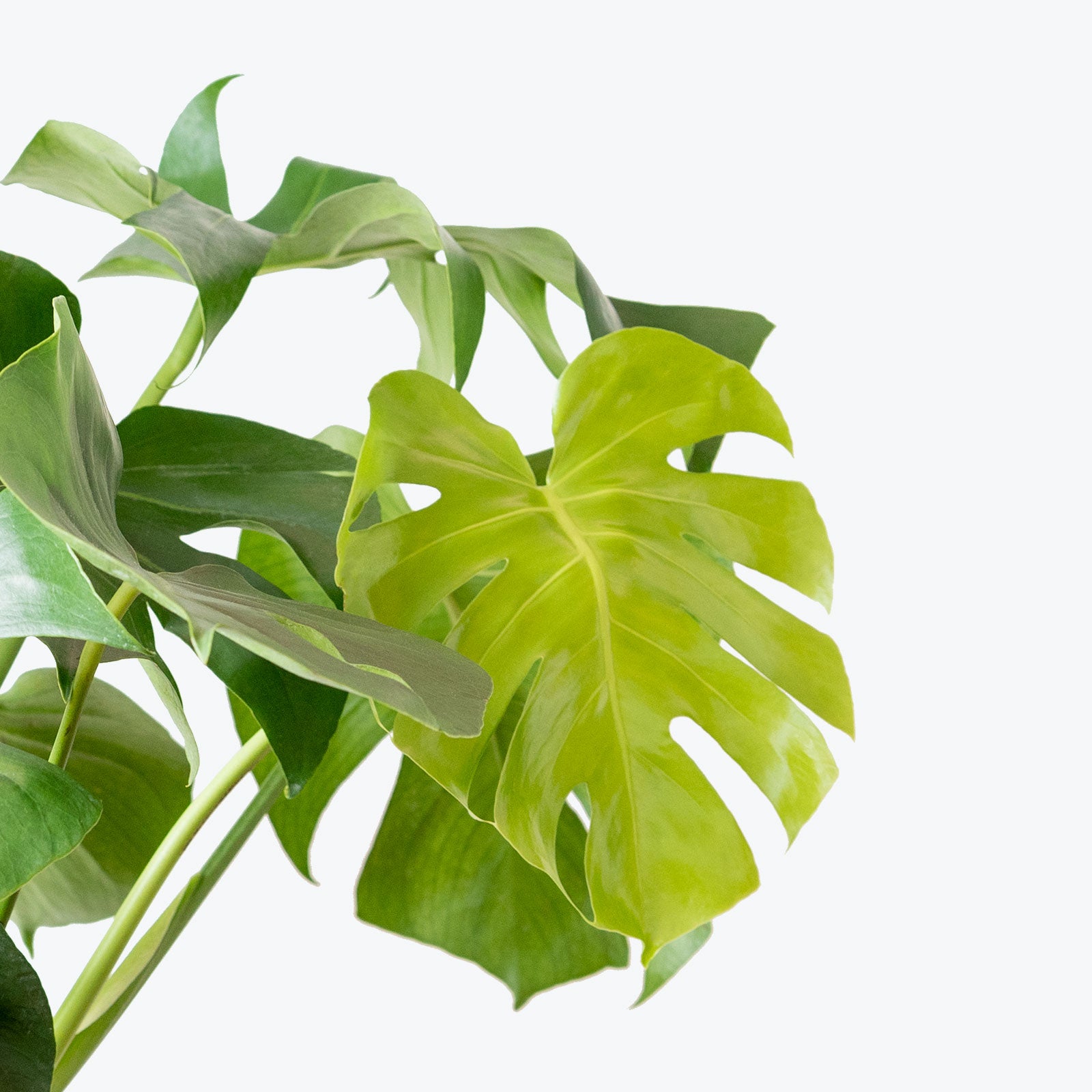 Best Selling Duo Monstera Deliciosa in 3D Printed Eco Friendly Planter - House Plants Delivery Toronto - JOMO Studio