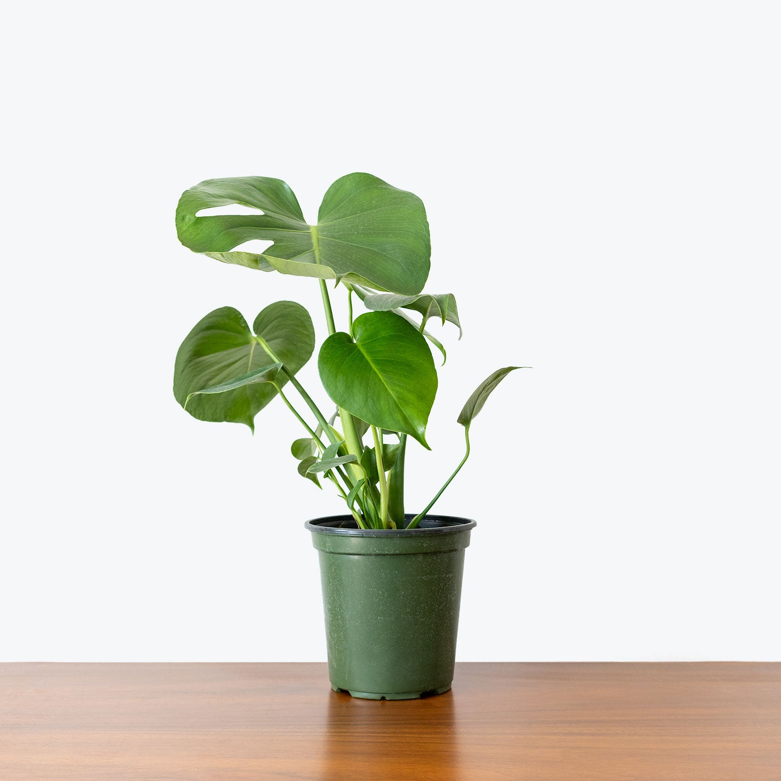 Best Selling Duo Monstera Deliciosa in 3D Printed Eco Friendly Planter - House Plants Delivery Toronto - JOMO Studio