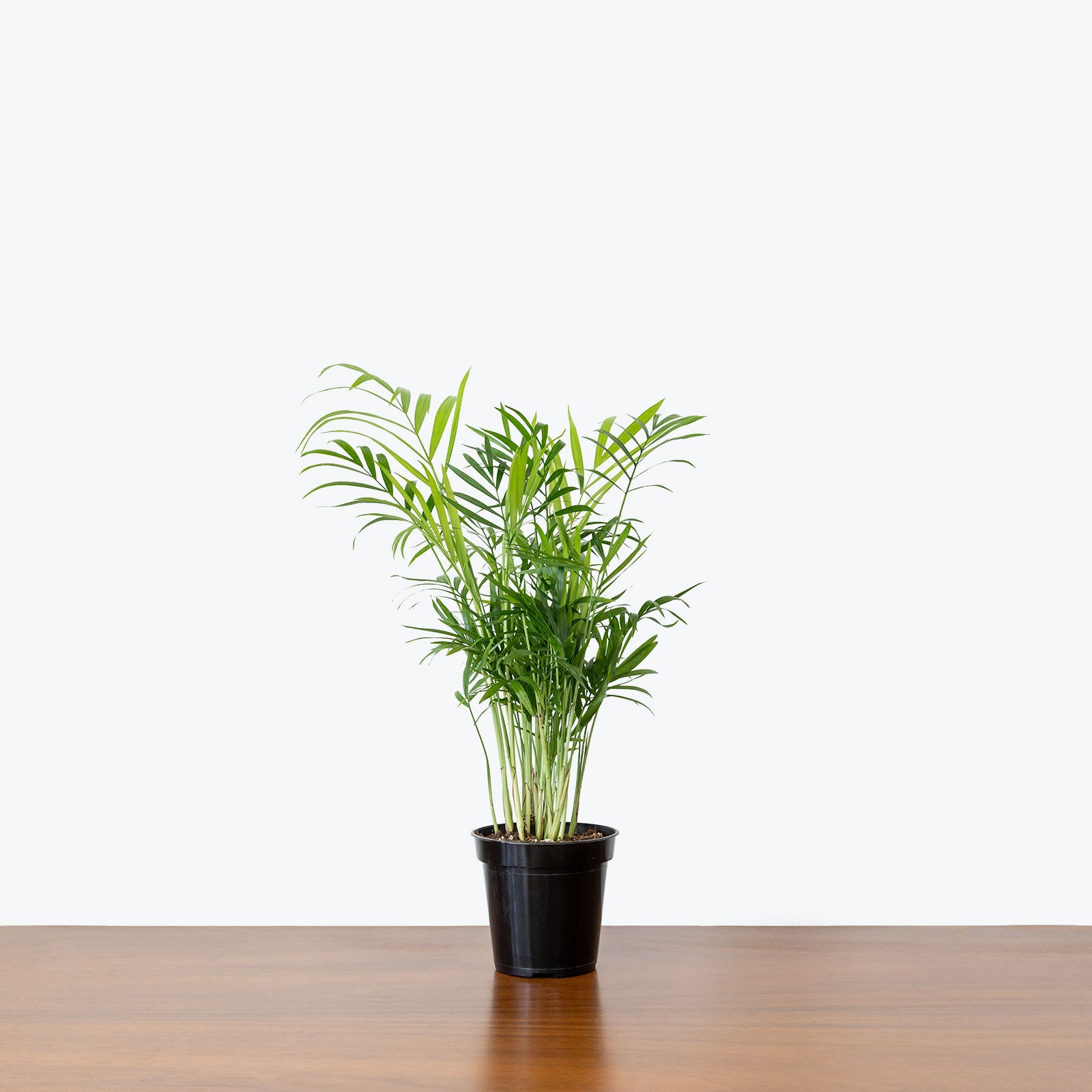Best Selling Duo Parlor Palm in 3D Printed Eco Friendly Planter - House Plants Delivery Toronto - JOMO Studio