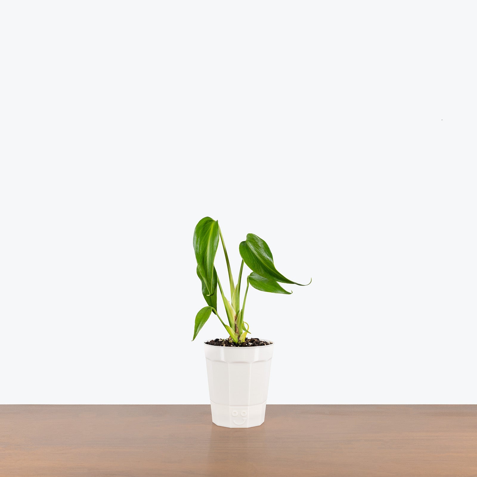 Better Growth Pot | Clear Plant Pot - Toronto's Online Plant Store Delivering Across Canada - JOMO Studio #color_white