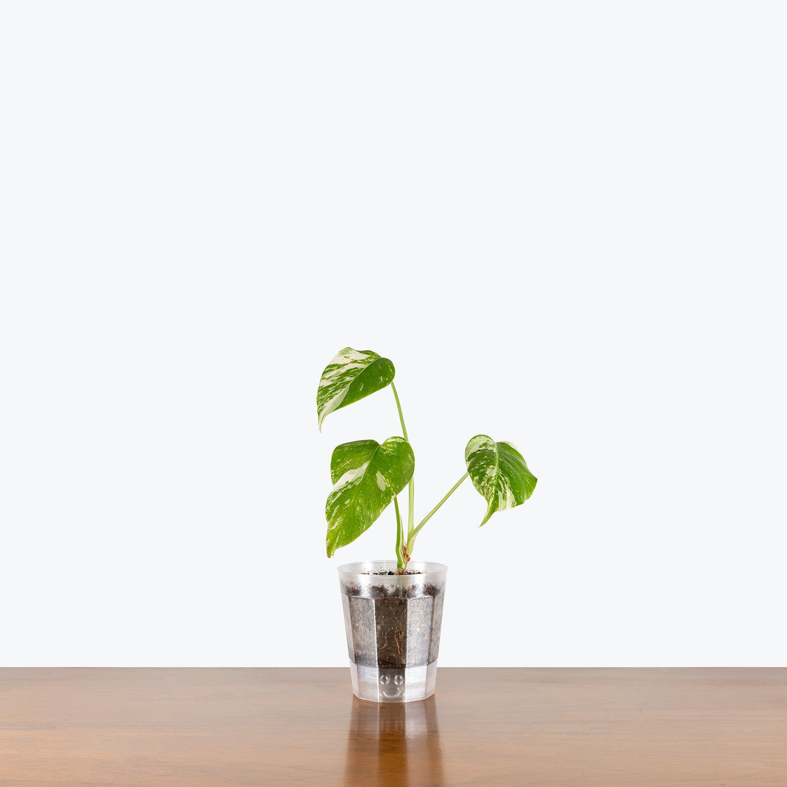 Better Growth Pot | Clear Plant Pot - Toronto's Online Plant Store Delivering Across Canada - JOMO Studio #color_translucent clear