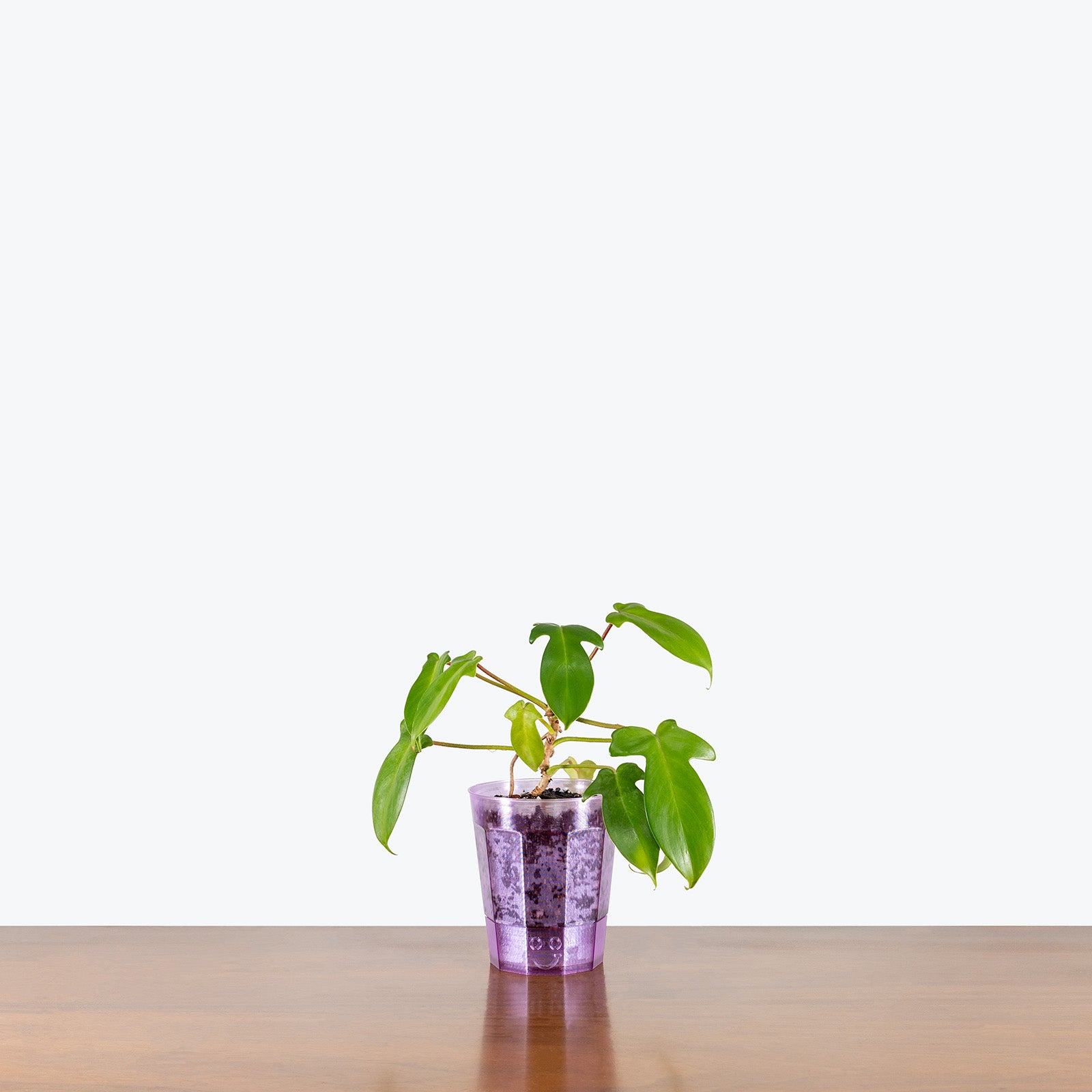 Better Growth Pot | Clear Plant Pot - Toronto's Online Plant Store Delivering Across Canada - JOMO Studio #color_translucent purple