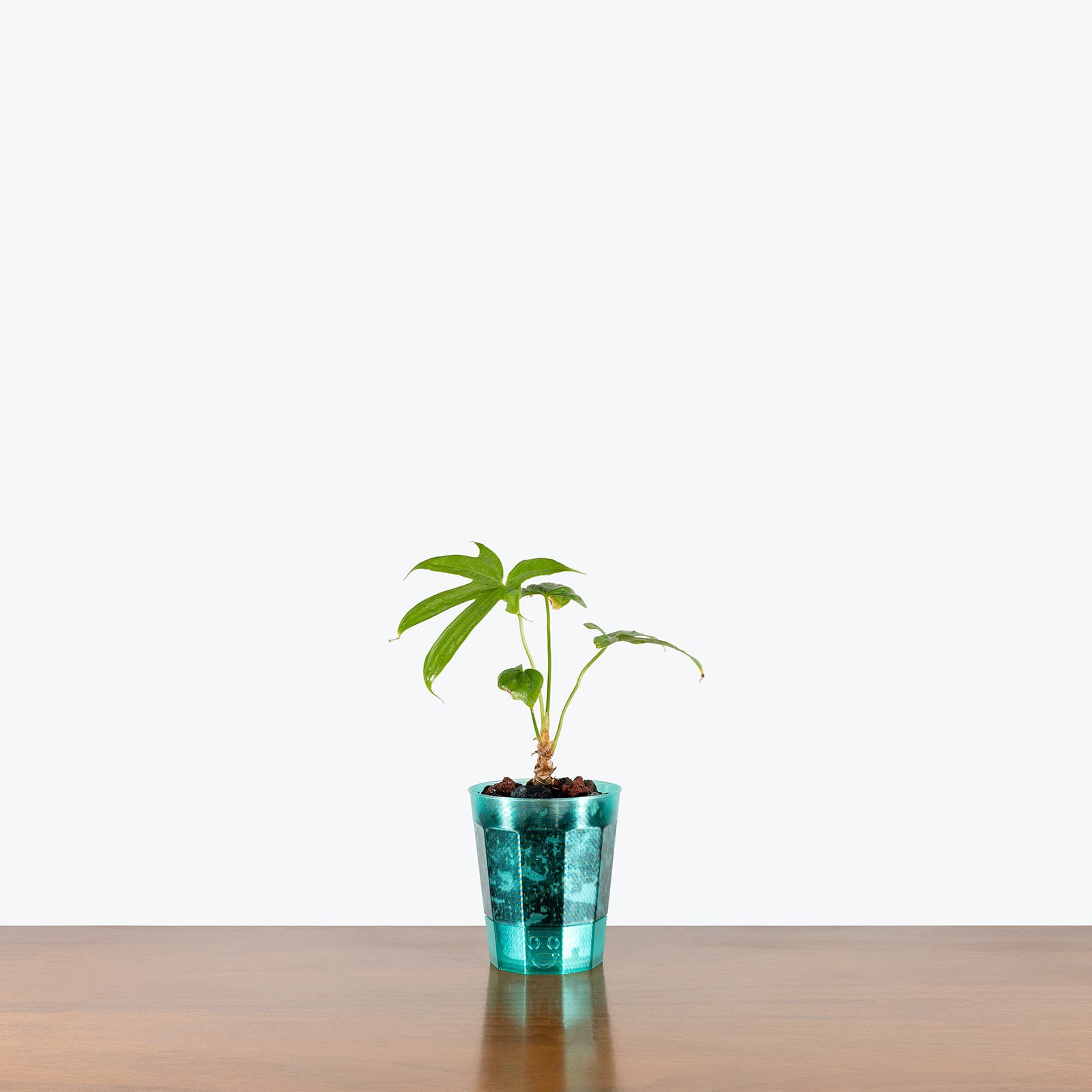 Better Growth Pot | Clear Plant Pot - Toronto's Online Plant Store Delivering Across Canada - JOMO Studio #color_translucent teal