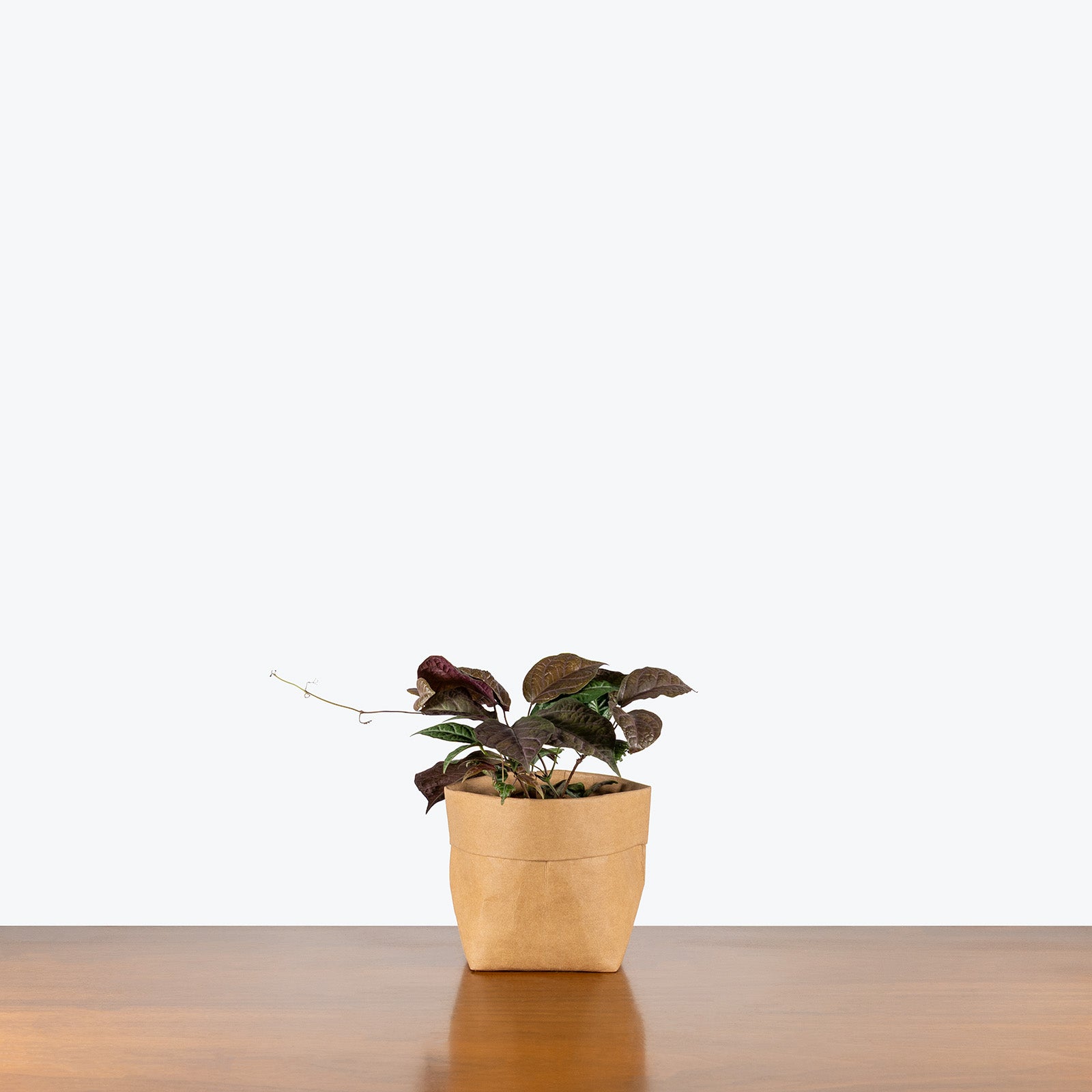 Bignonia Argyro Violacea | Care Guide and Pro Tips - Delivery from Toronto across Canada - JOMO Studio