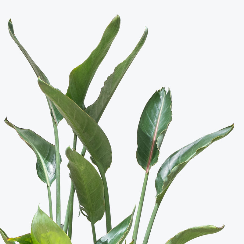 MANDELAS GOLD - Yellow Bird Of Paradise (Strelitzia Reginae) Live Rooted Starter Plant 10-12"