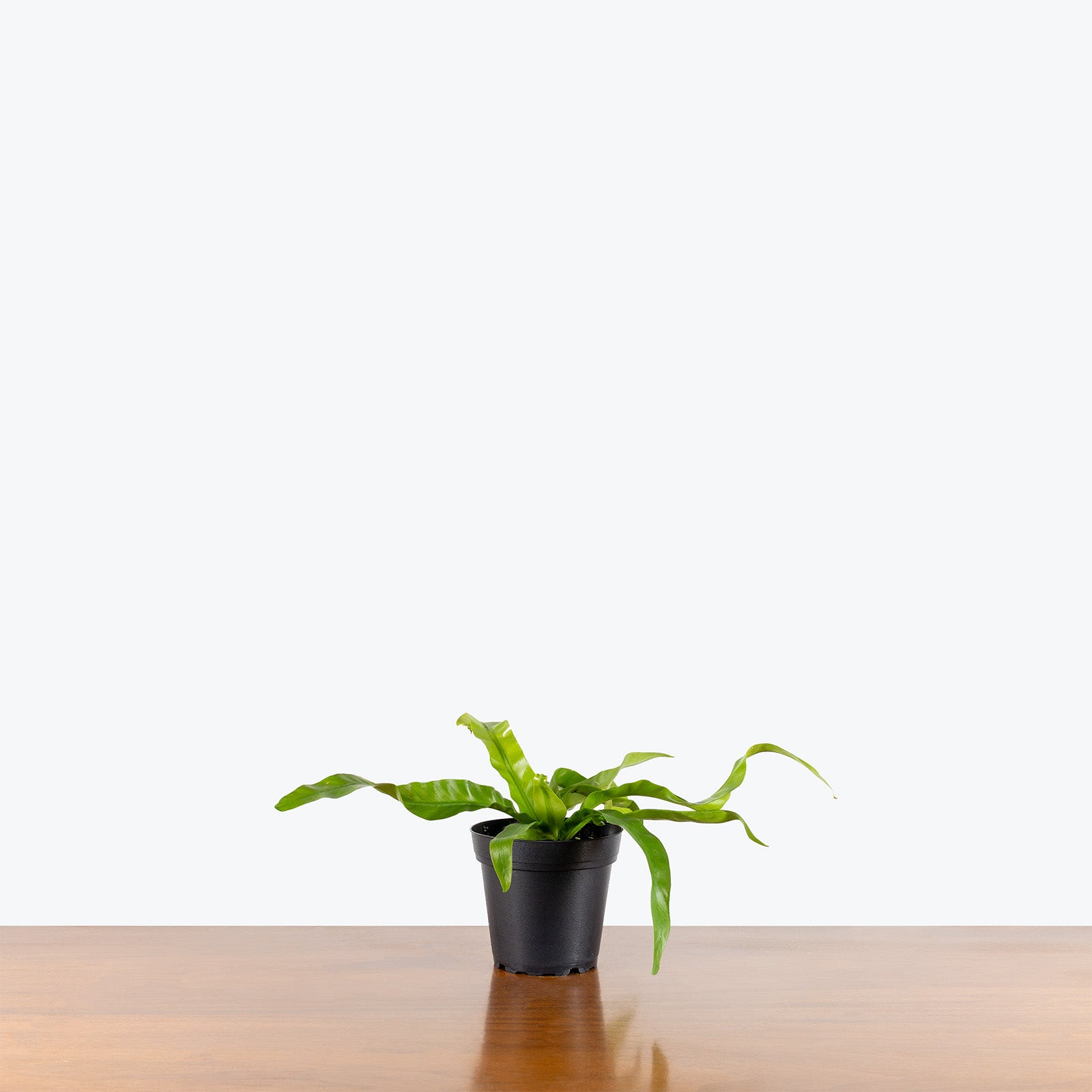 Birds Nest Fern Hurricane | Care Guide and Pro Tips - Delivery from Toronto across Canada - JOMO Studio