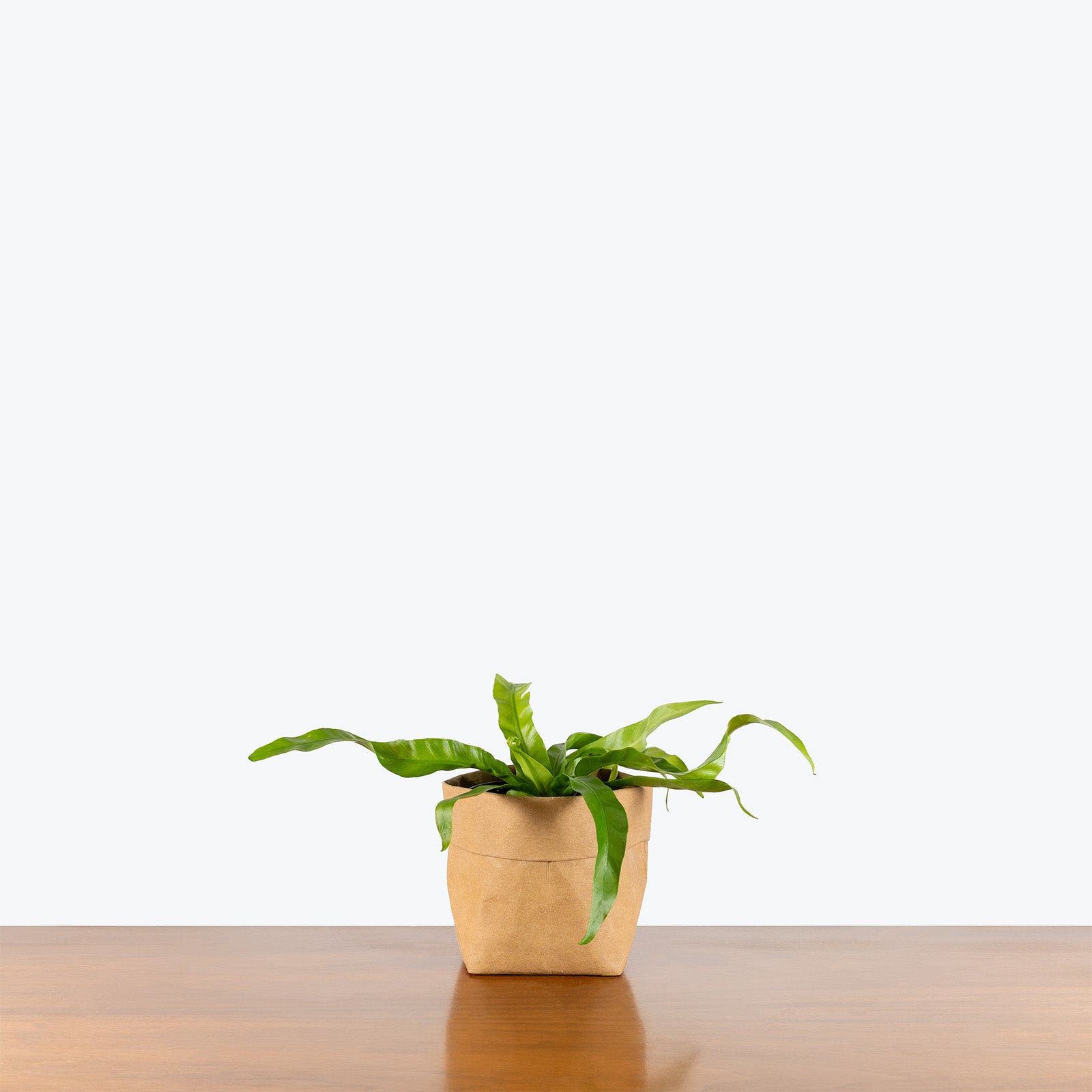 Birds Nest Fern Hurricane | Care Guide and Pro Tips - Delivery from Toronto across Canada - JOMO Studio