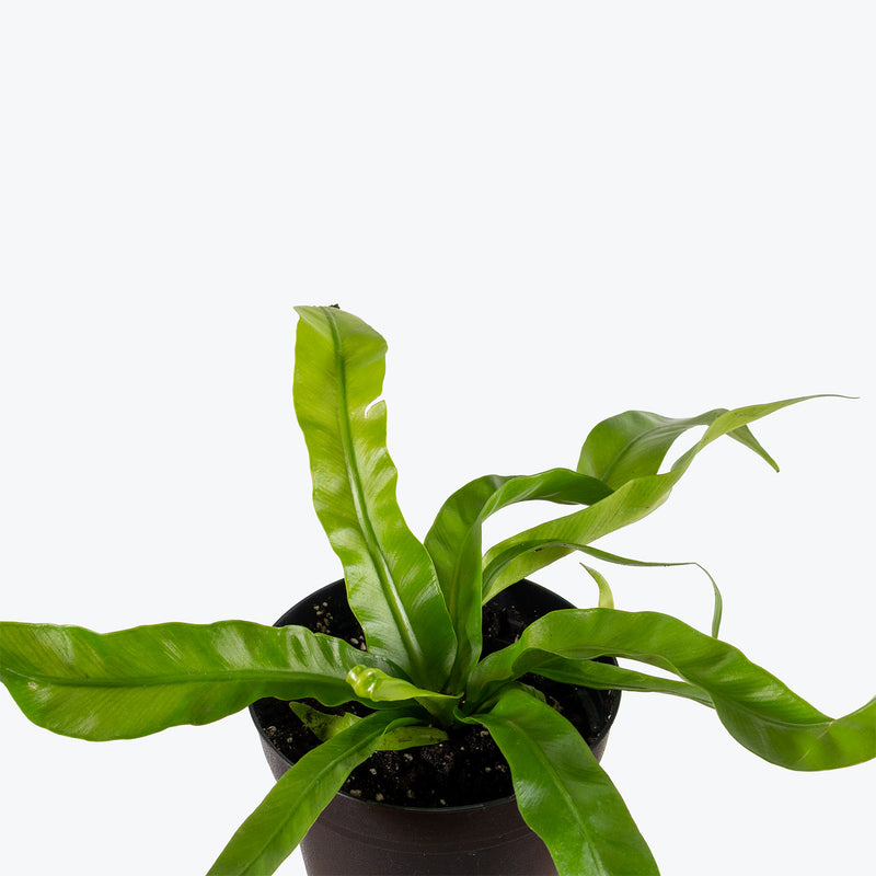 Birds Nest Fern Hurricane | Care Guide and Pro Tips - Delivery from Toronto across Canada - JOMO Studio