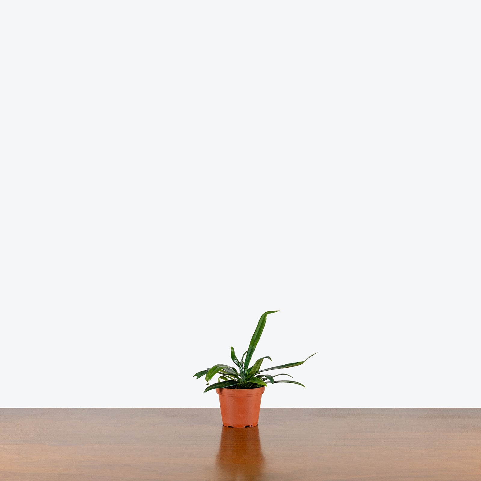 Blue Oil Fern | Care Guide and Pro Tips - Delivery from Toronto across Canada - JOMO Studio