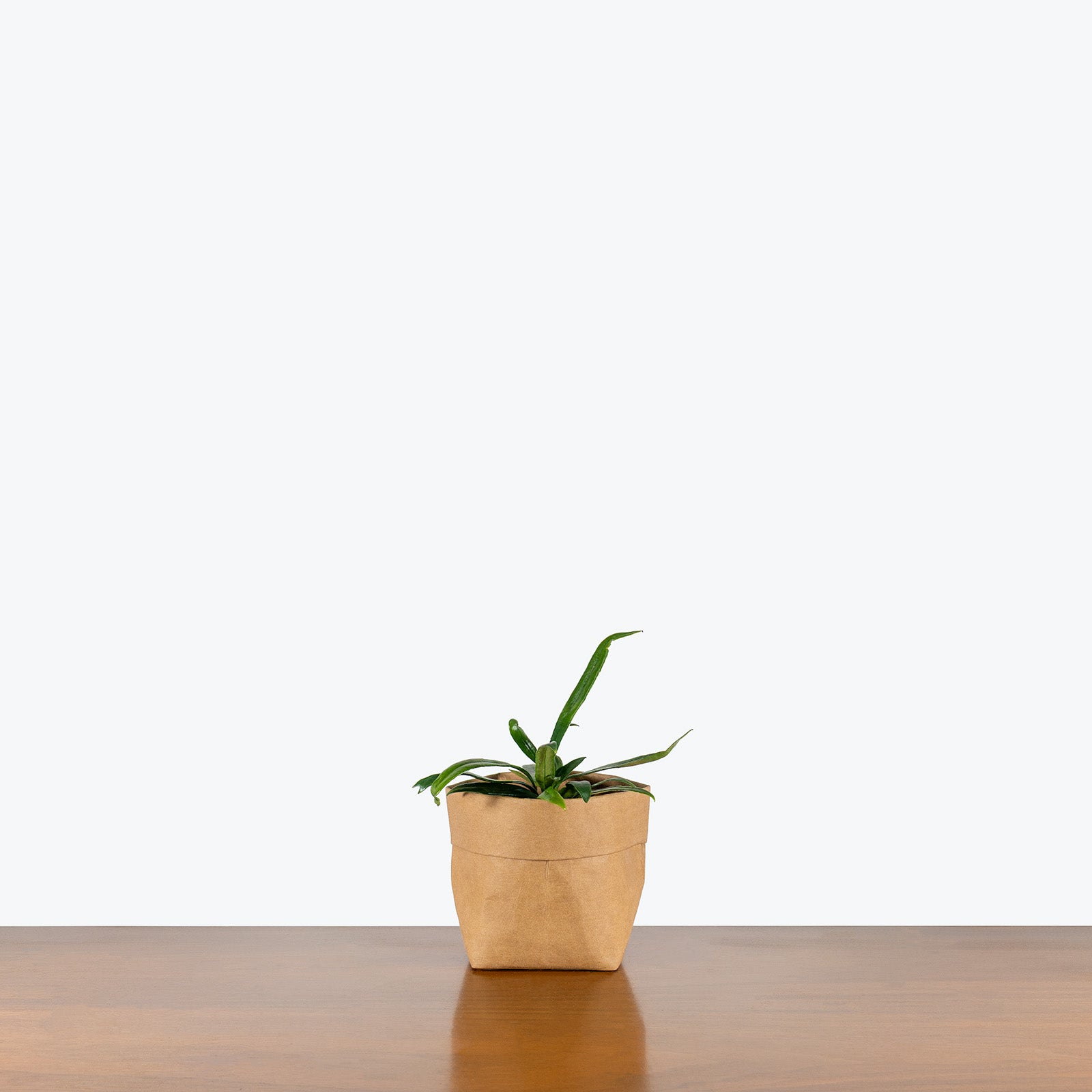 Blue Oil Fern | Care Guide and Pro Tips - Delivery from Toronto across Canada - JOMO Studio