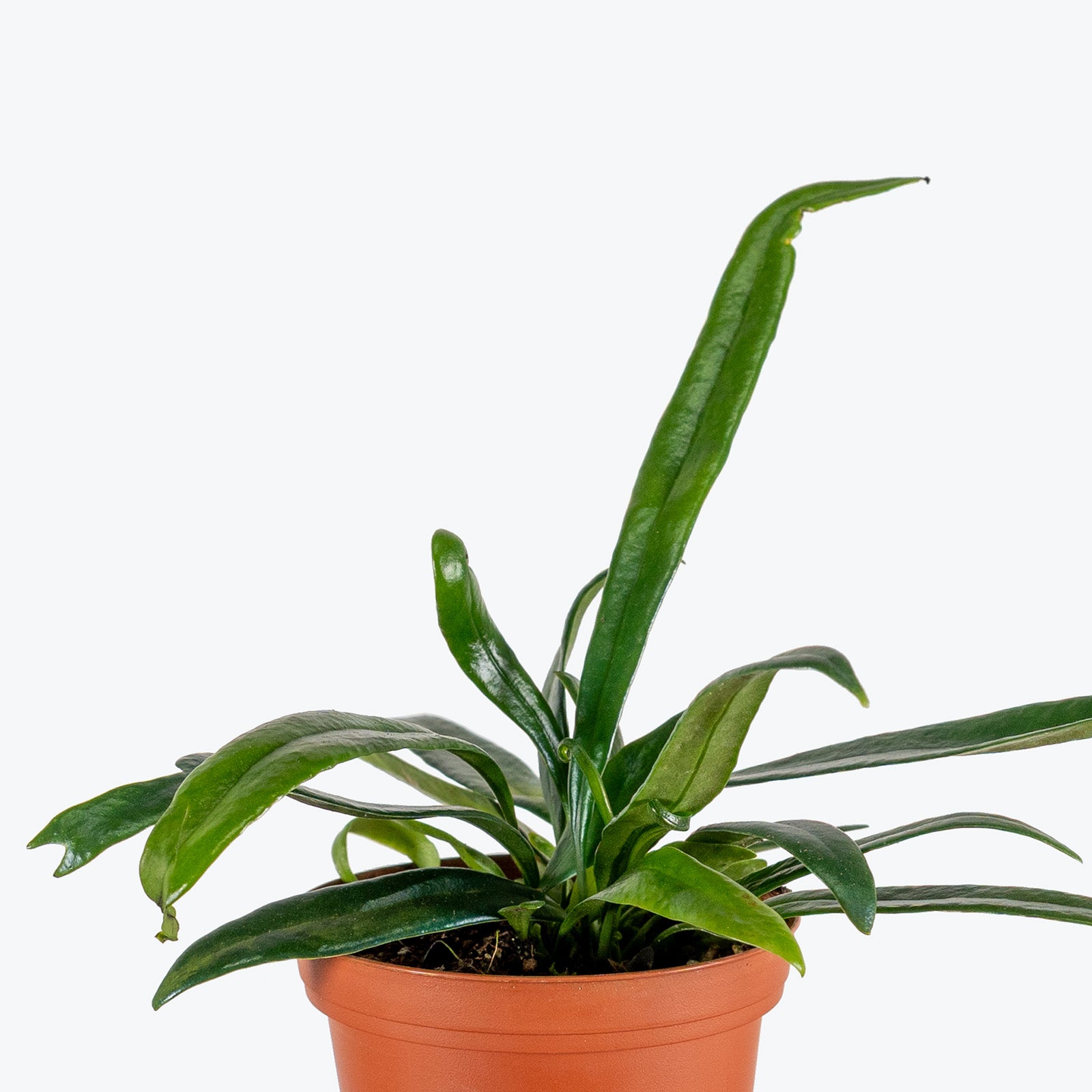 Blue Oil Fern | Care Guide and Pro Tips - Delivery from Toronto across Canada - JOMO Studio