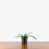 Blue Oil Fern — 4" Pot