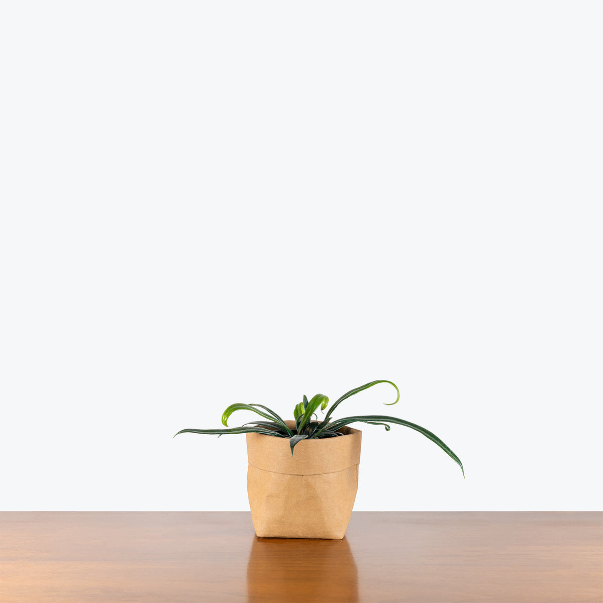 Blue Oil Fern | Care Guide and Pro Tips - Delivery from Toronto across Canada - JOMO Studio