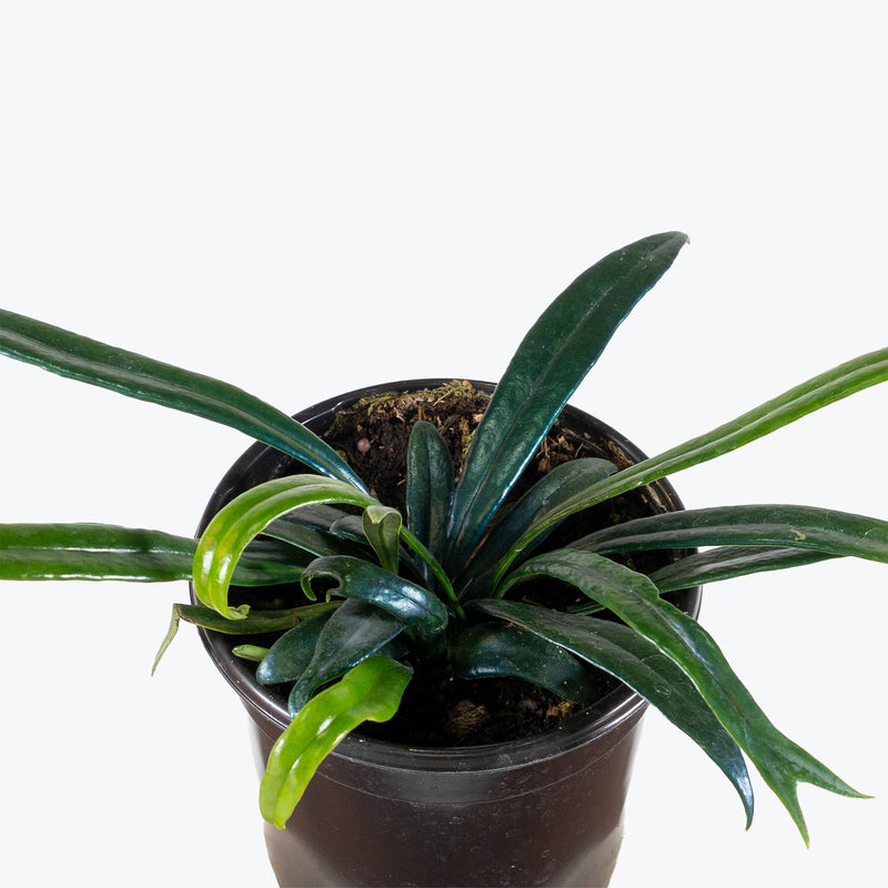 Blue Oil Fern | Care Guide and Pro Tips - Delivery from Toronto across Canada - JOMO Studio