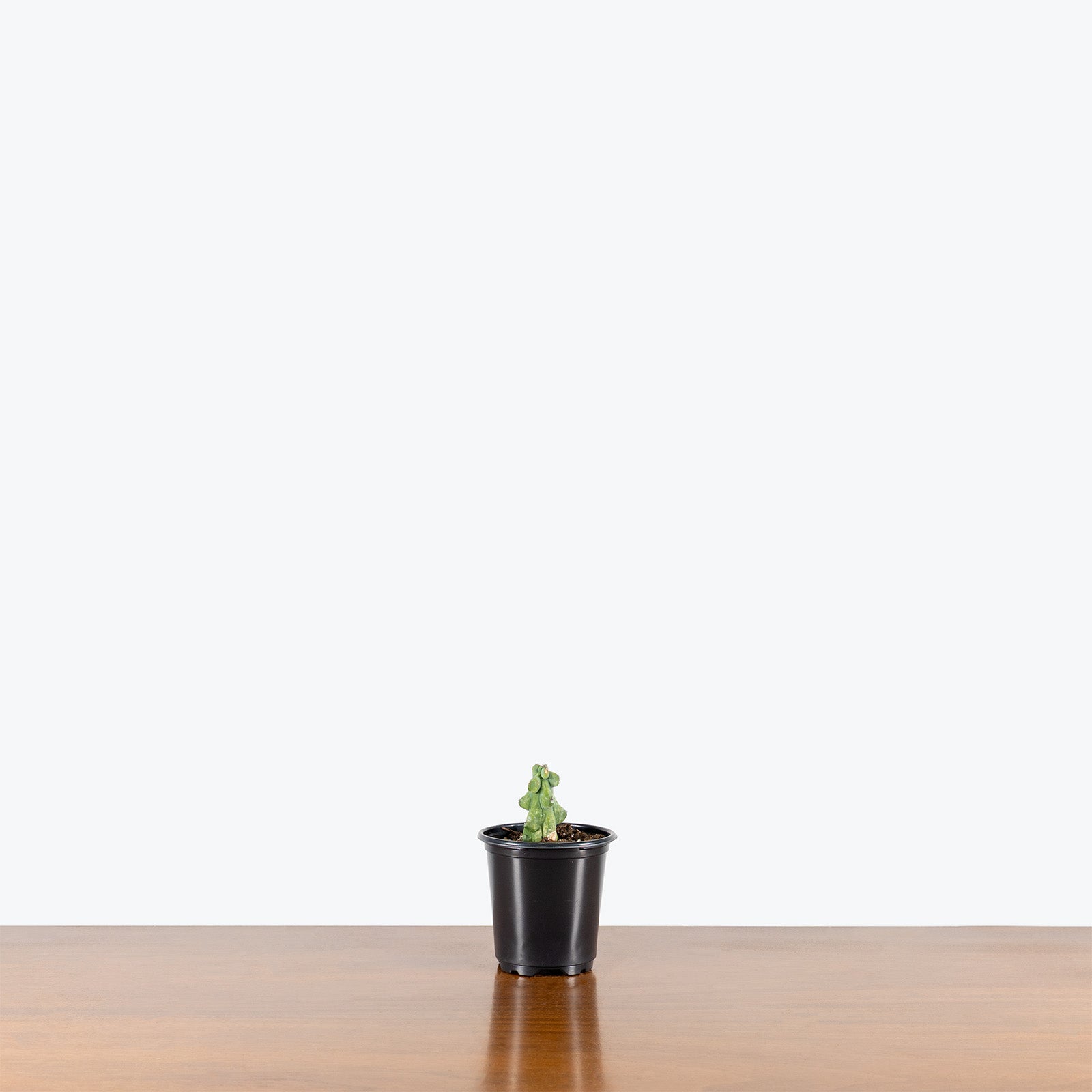 Boobie Cactus | Myrtillocactus geometrizans cv. Fukurokuryuzinboku | Care Guide and Pro Tips - Delivery from Toronto across Canada - JOMO Studio
