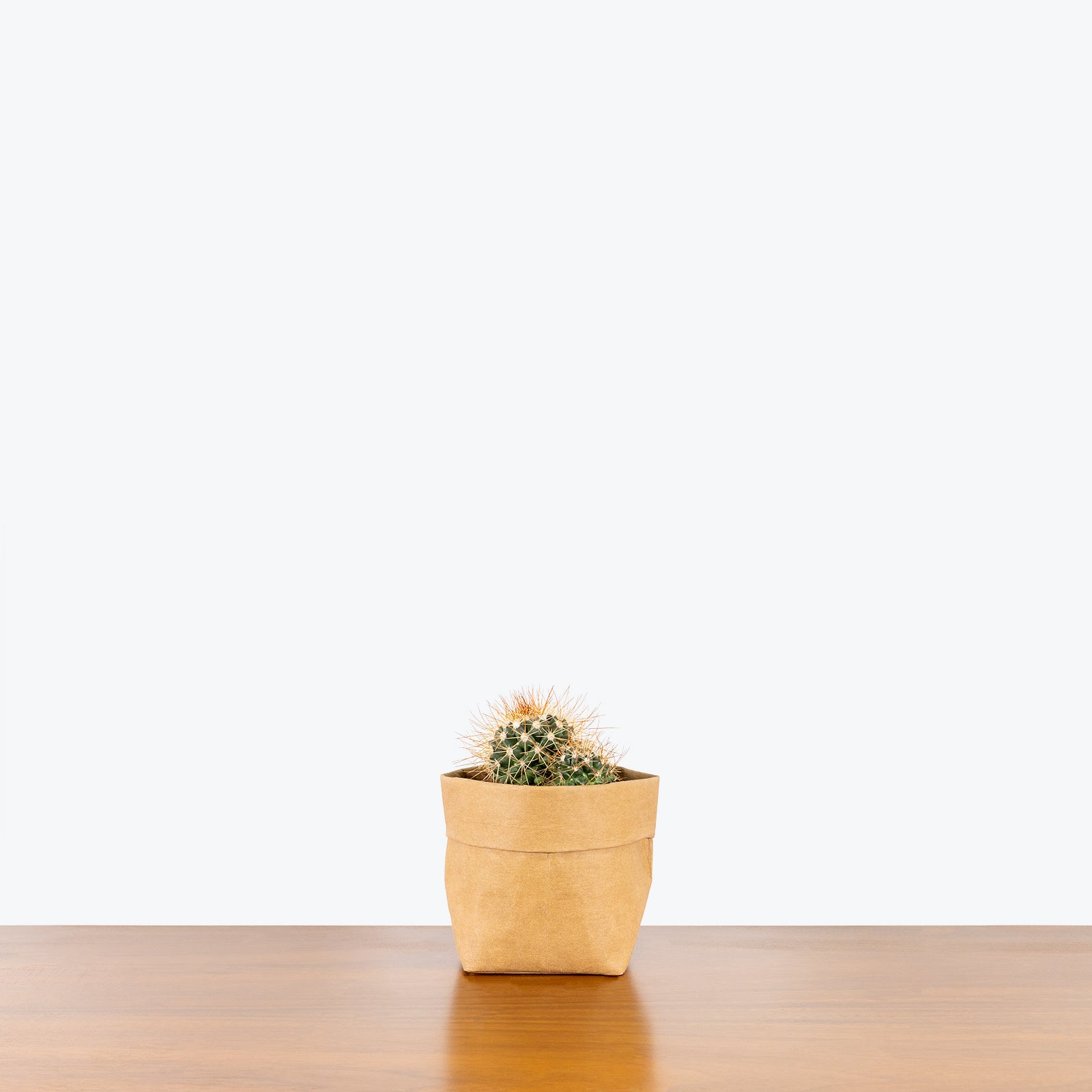 Cactus Mystery Box | Assorted Cacti - Delivery from Toronto across Canada - JOMO Studio