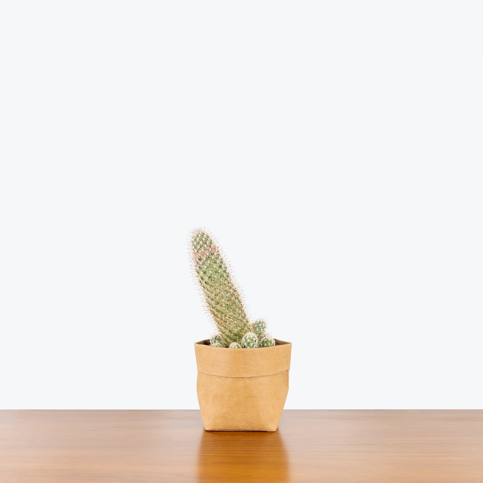 Cactus Mystery Box | Assorted Cacti - Delivery from Toronto across Canada - JOMO Studio