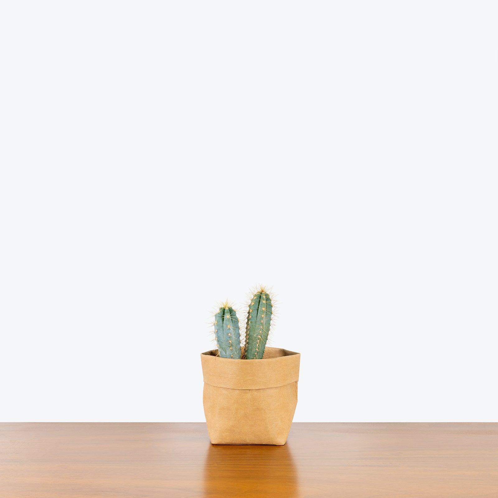 Cactus Mystery Box | Assorted Cacti - Delivery from Toronto across Canada - JOMO Studio