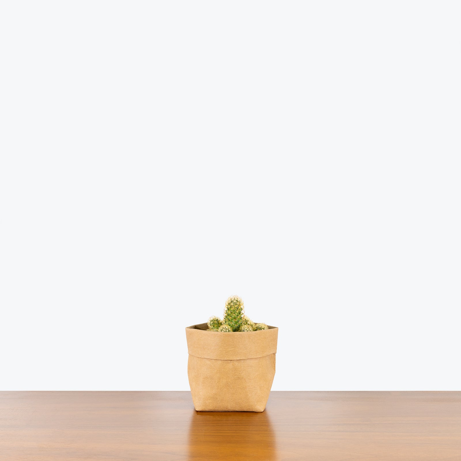 Cactus Mystery Box | Assorted Cacti - Delivery from Toronto across Canada - JOMO Studio