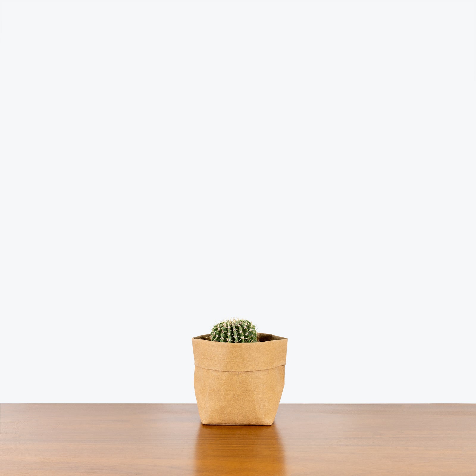 Cactus Mystery Box | Assorted Cacti - Delivery from Toronto across Canada - JOMO Studio