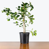 Calamondin Orange Tree — 6" Pot - Tree
