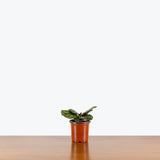 Calathea Fasciata Borrusica — 4” Pot