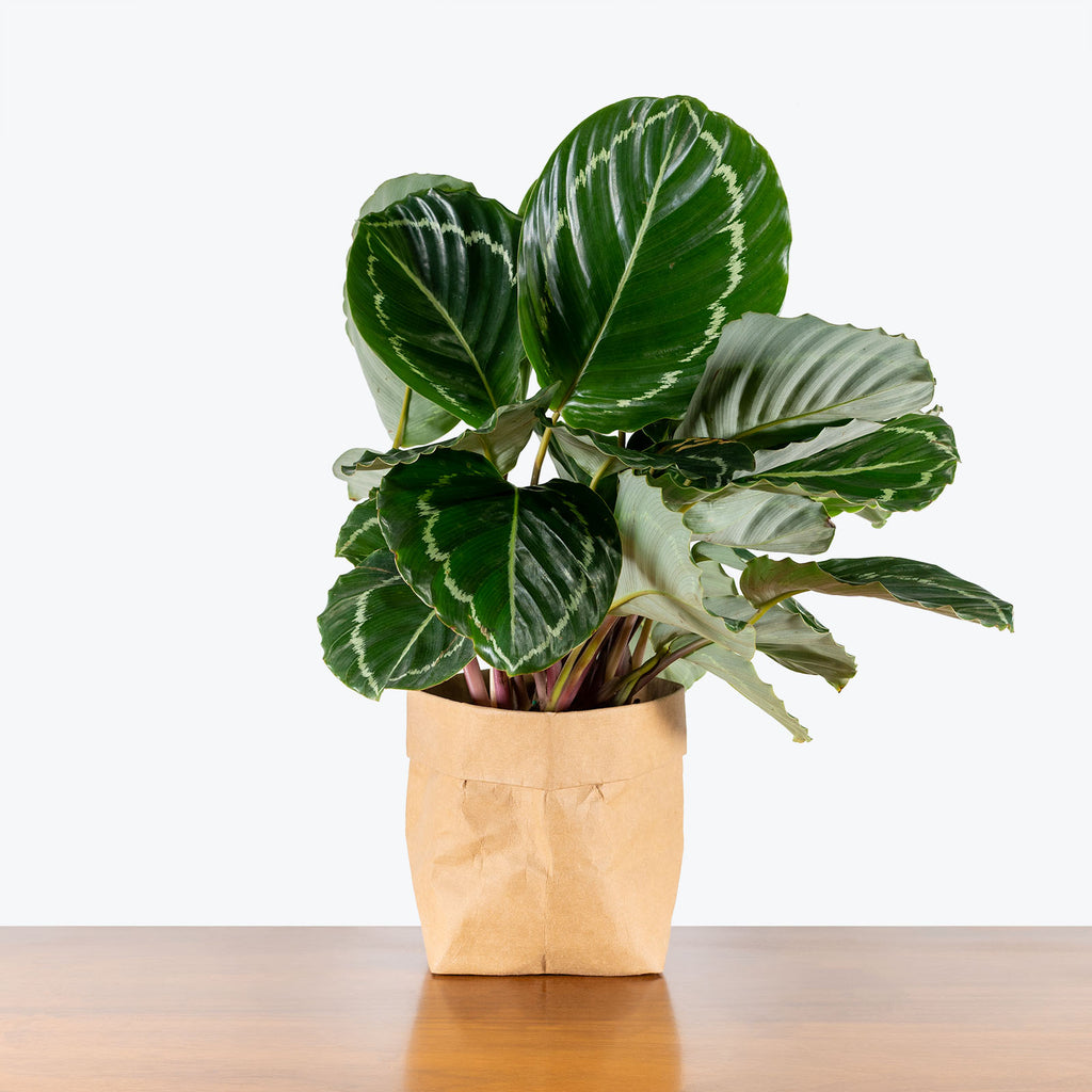 Calathea Green Goddess | Care Guide and Pro Tips - Delivery from Toronto  across Canada