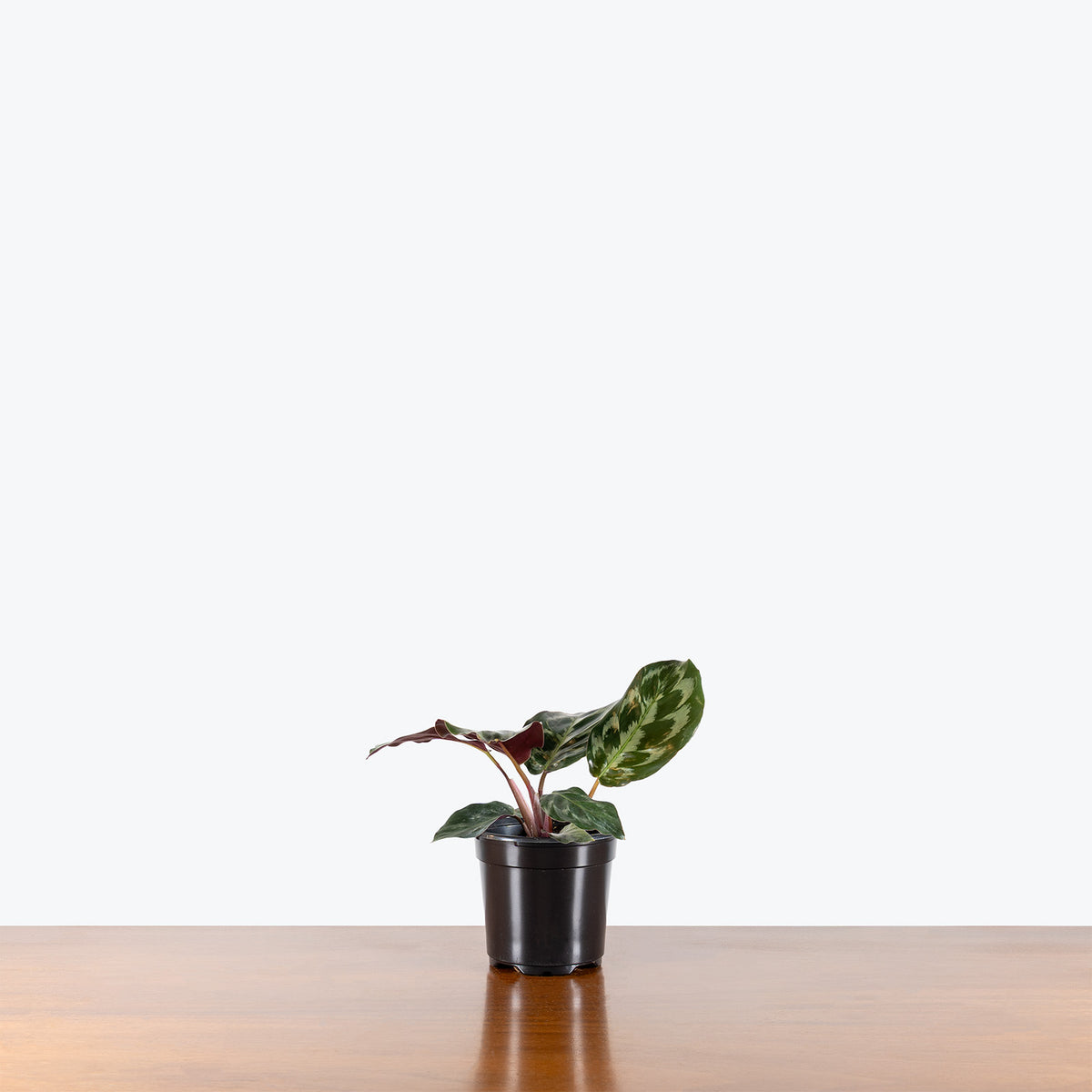 Calathea Helen Kennedy | Care Guide and Pro Tips - Delivery from Toronto across Canada - JOMO Studio