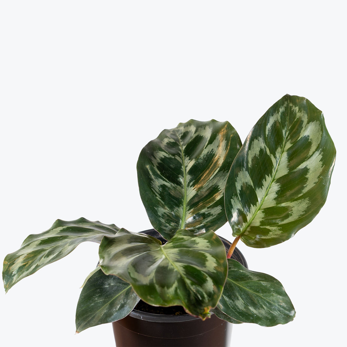 Calathea Helen Kennedy | Care Guide and Pro Tips - Delivery from Toronto across Canada - JOMO Studio