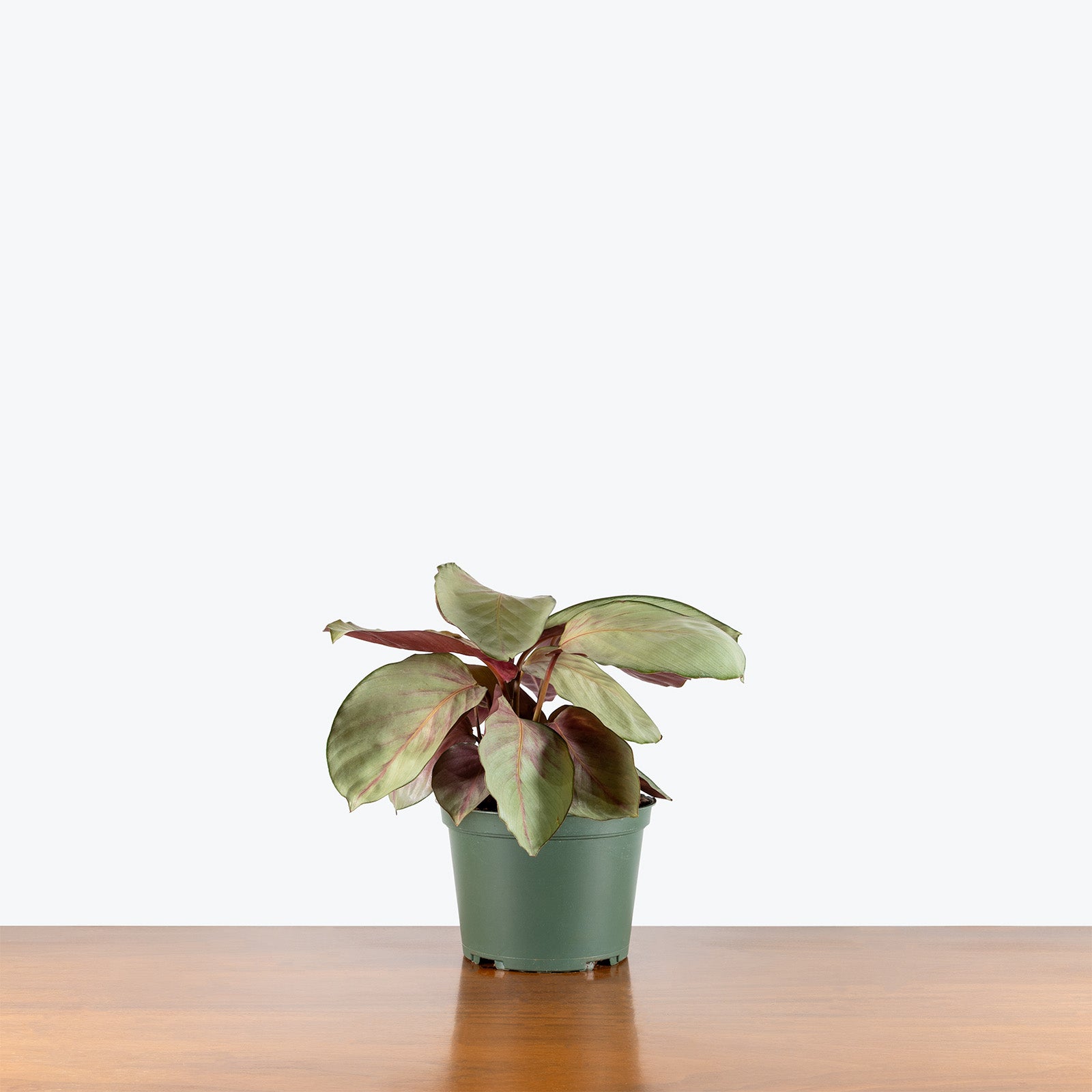 Calathea Silver Plate | Care Guide and Pro Tips - Delivery from Toronto across Canada - JOMO Studio
