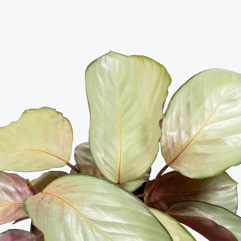 Calathea Silver Plate | Care Guide and Pro Tips - Delivery from Toronto across Canada - JOMO Studio