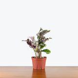 Calathea Stella — 6" Pot (blemishes expected)