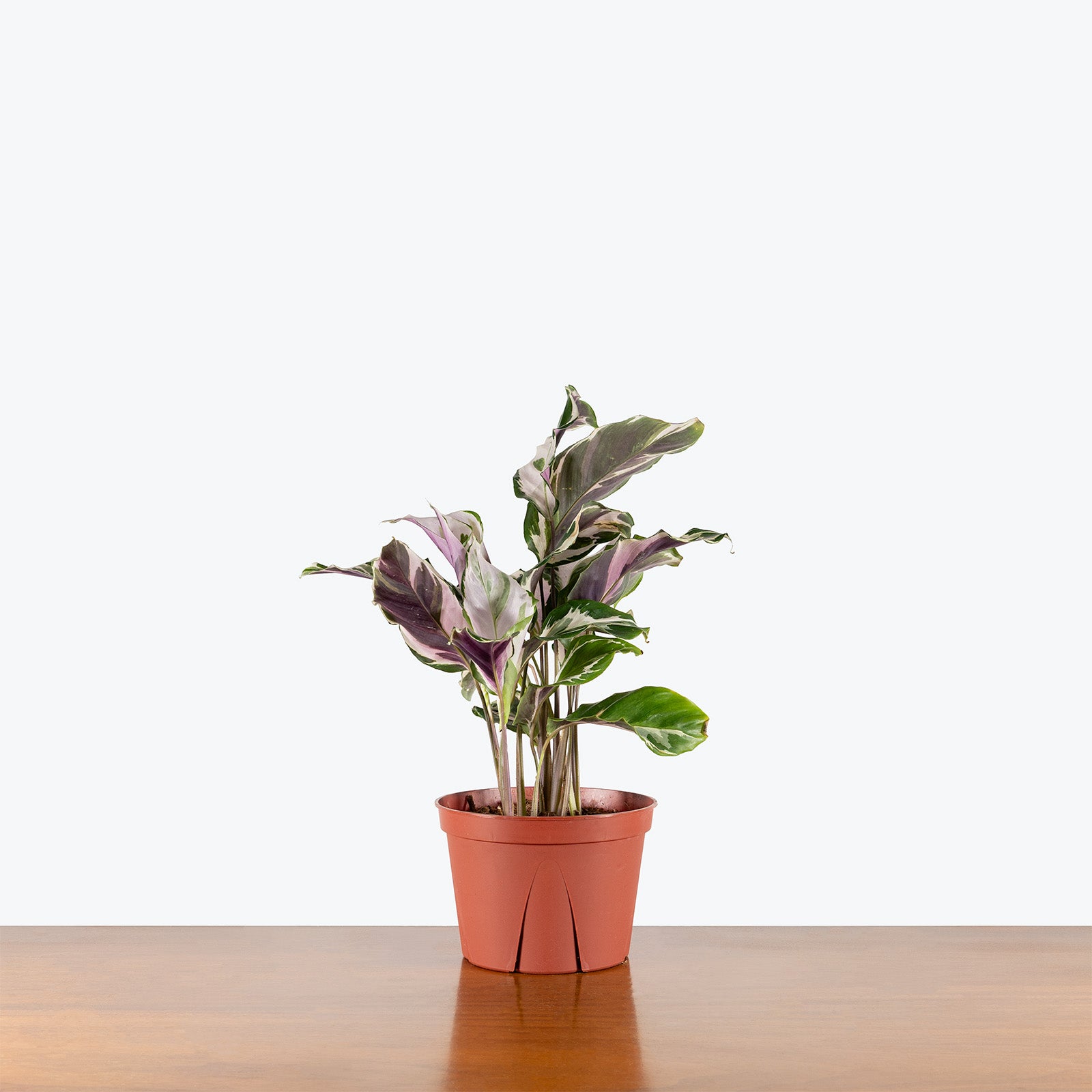 Calathea Stella | Care Guide and Pro Tips - Delivery from Toronto across Canada - JOMO Studio