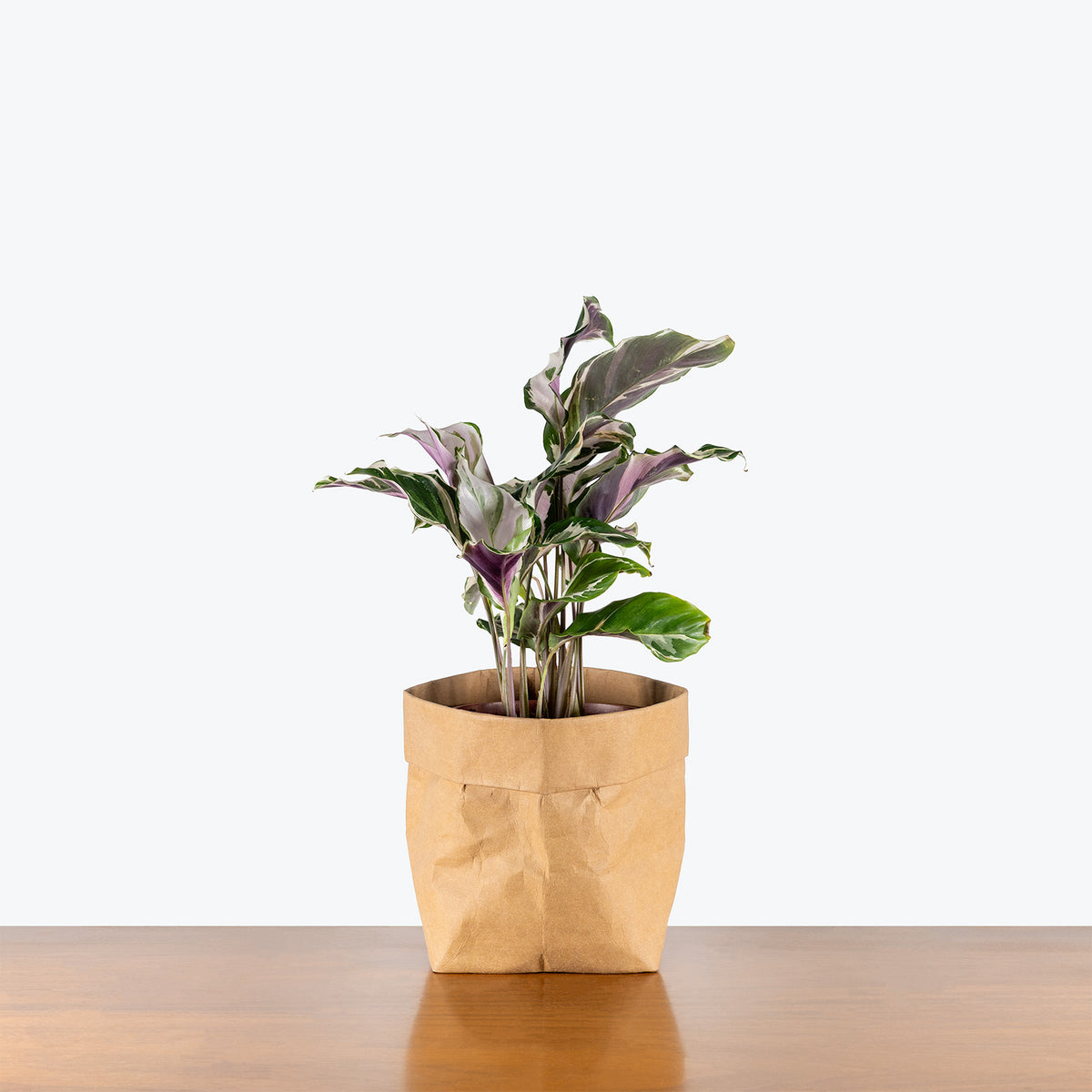 Calathea Stella | Care Guide and Pro Tips - Delivery from Toronto across  Canada